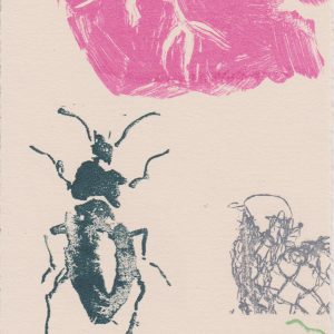 Rose Davies Bird and Bugs 6 Screenprint 15 x 10 £35