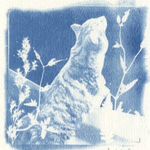 Jackie Amey | Summer Air* | Cyanotype | 26.00
