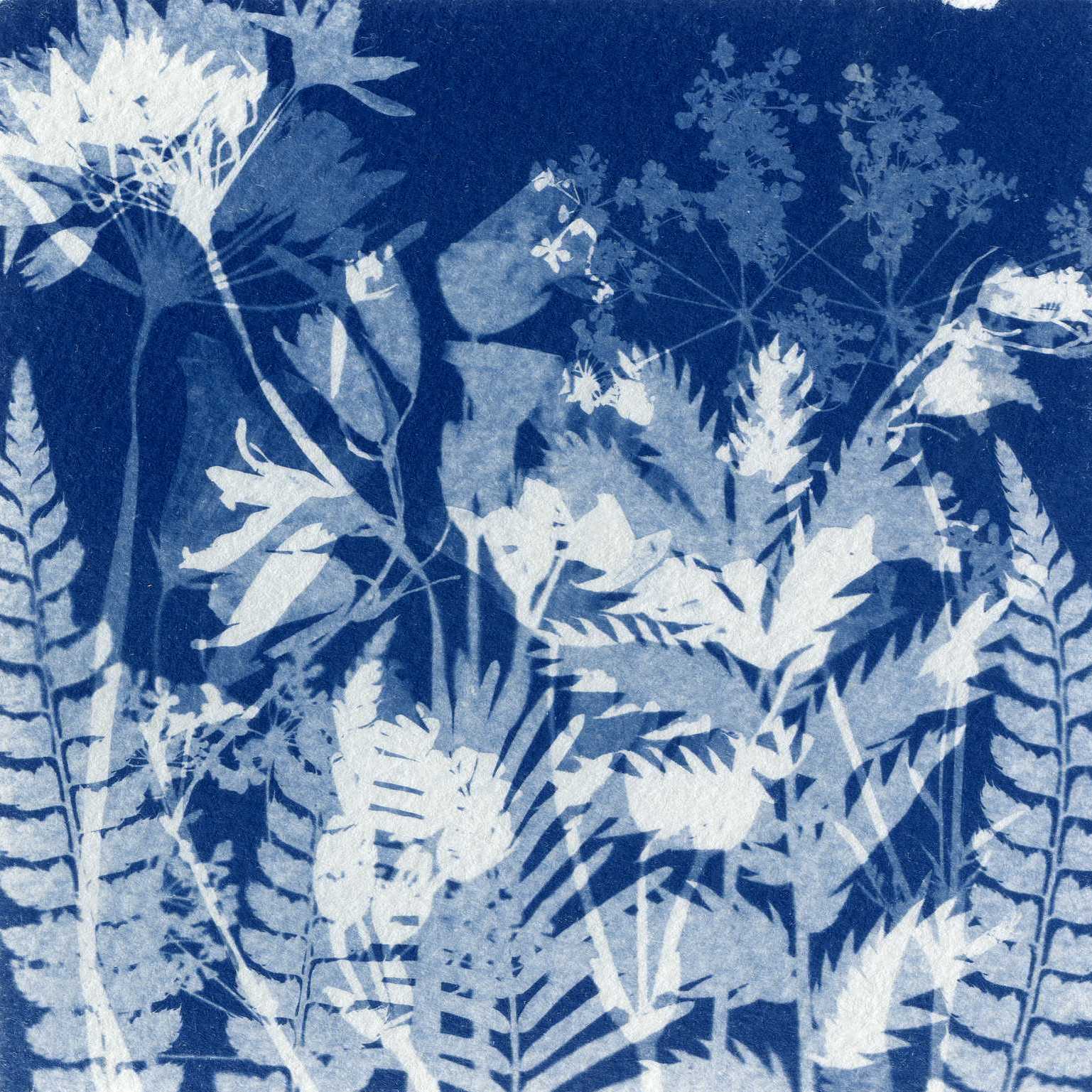 Sandra Stone| Litha*| Cyanotype | 24.00