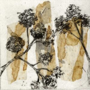 Sian Barlow | Alder Cones* | Collagraph with Chine Colle | 39.00